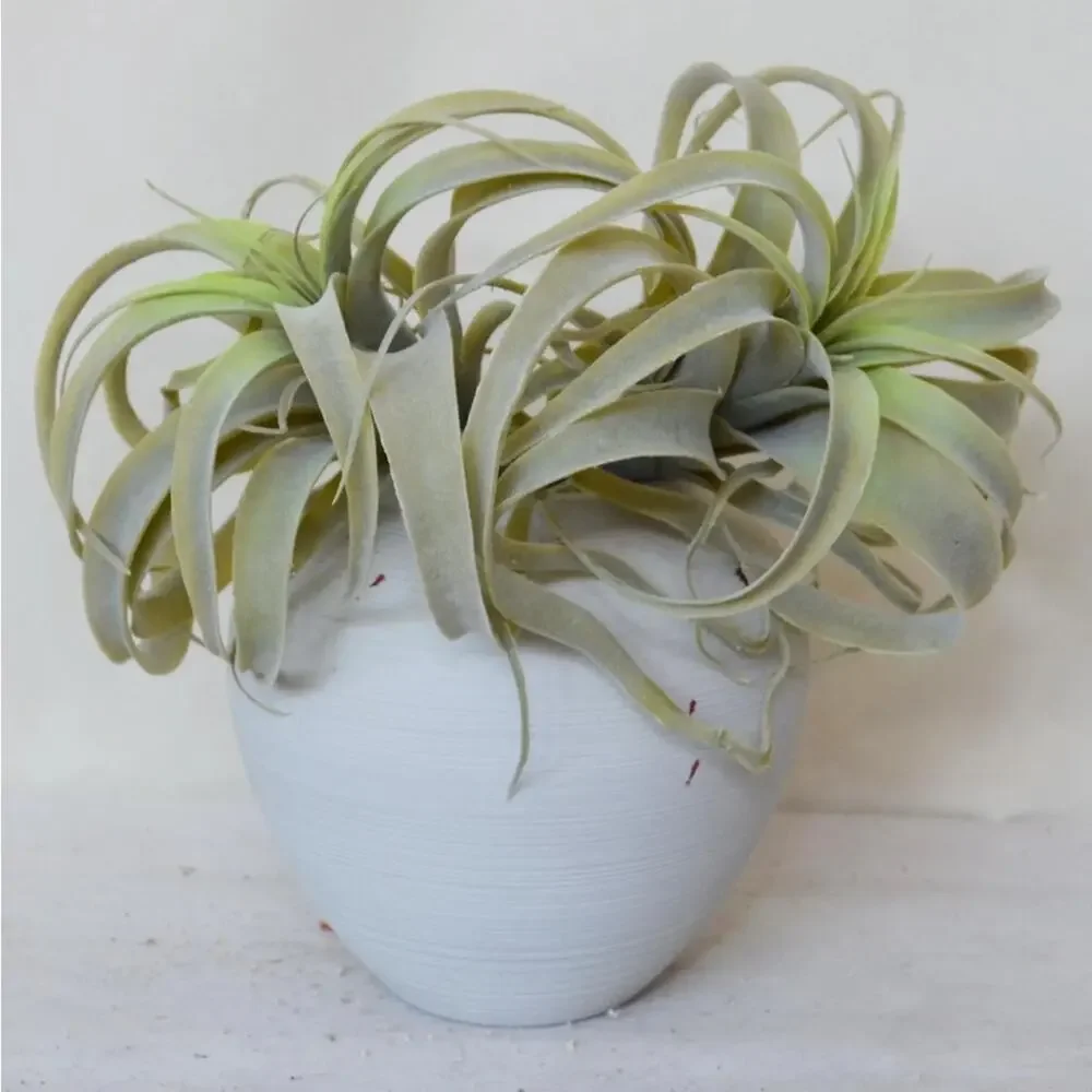 NEW POTTERY BARN Mint Green Faux Air Plant Tillandsia Tabletop Decor Display
